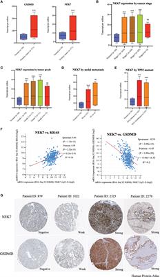 Inhibition of NEK7 Suppressed Hepatocellular Carcinoma Progression by Mediating Cancer Cell Pyroptosis